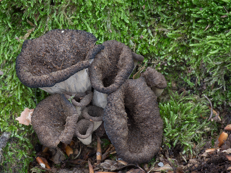 Craterellus cornucopioides